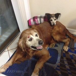 Meet your Posher, Janet